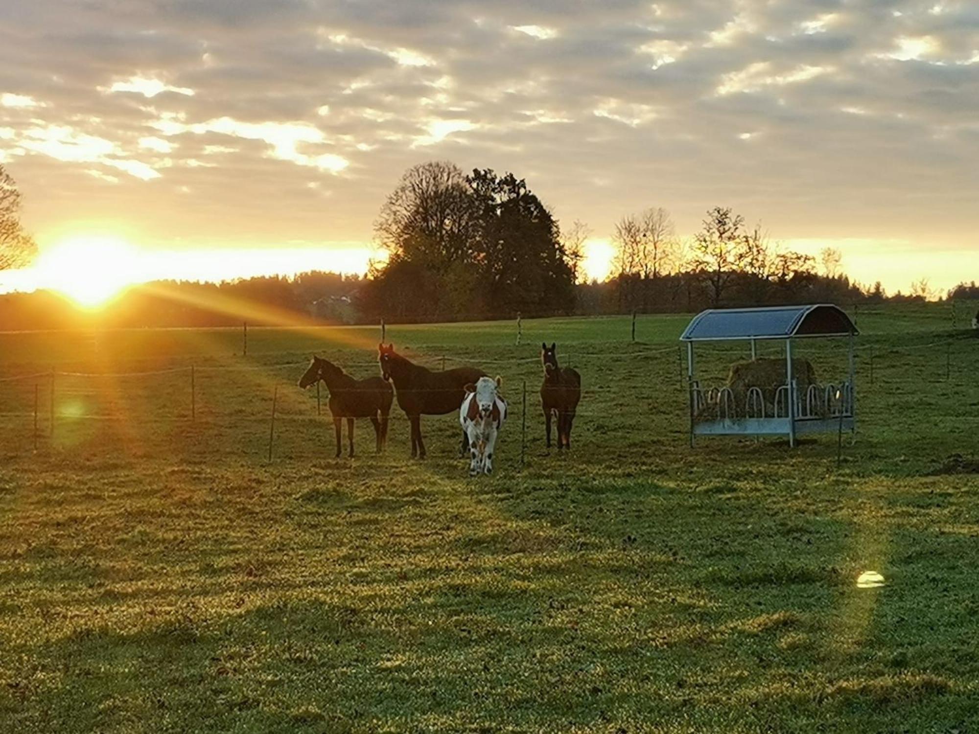 Apartmán Biohof Neihausmo Böbing Exteriér fotografie
